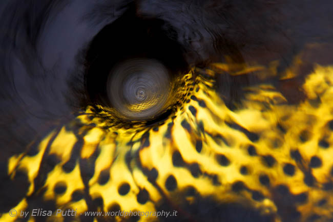 golden whirlpool